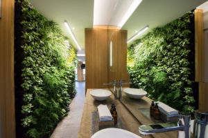 plantas para cuarto de baño sin luz natural